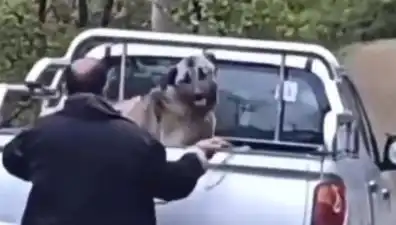 Trabzon'da Yürekleri Ağlatan Köpek Dönüşümü: Halatla Dövülen Canlı