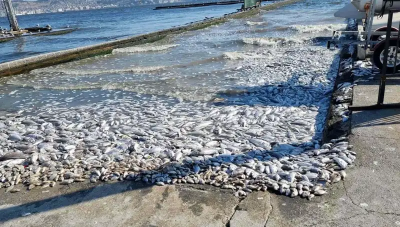 İzmir Körfezi’nde Doğanın Uyanışı: Temizlenme Projeleri Hayata Geçiyor