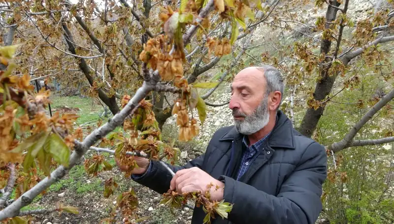 Zirai Don Alarmı: Albastı Kirazı Üreticileri Ciddi Kayıp Yaşıyor!