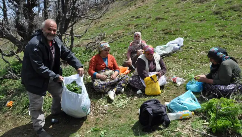 Toplamak İçin 5 Saat Yol Yürüyorlar: Pahalı Sonbahar Mantarının Hikayesi