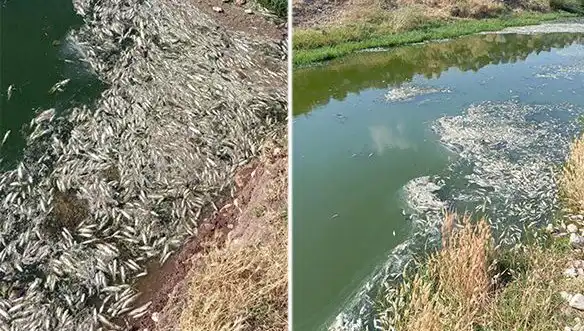 Karasu Çayı'ndaki Balık Ölümleri: Çevre Taraması Başladı