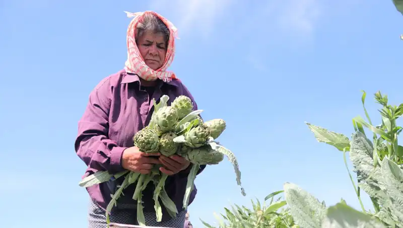 Tarladan Sofralara: Çiftçiden Tezgaha, Tanesi 50 TL Olacak Mevsimsel Ürünler