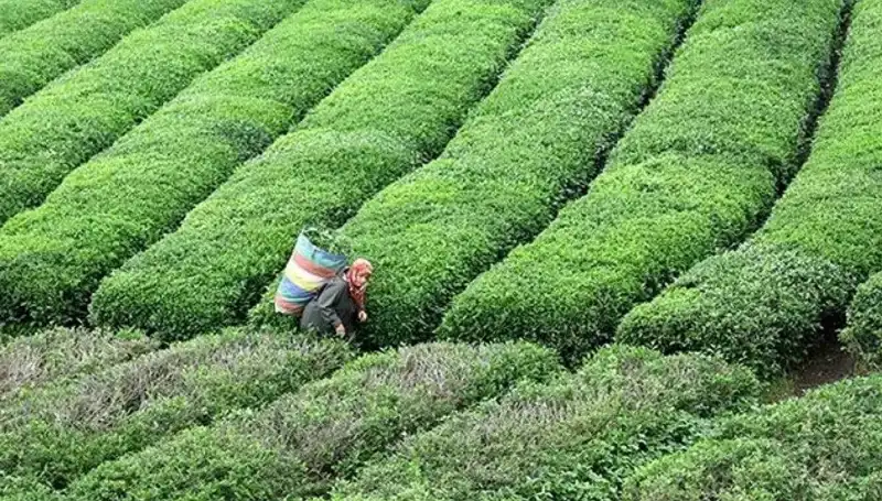 ÇAYKUR, Bayramda da Yaş Çay Alımını Sürdürecek: Çiftçiye Destek Devam Ediyor!