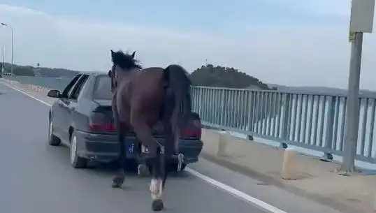 Adana'da Atına Eziyet Eden Kişi Tutuklandı: Hayvan Hakları İçin Mücadele