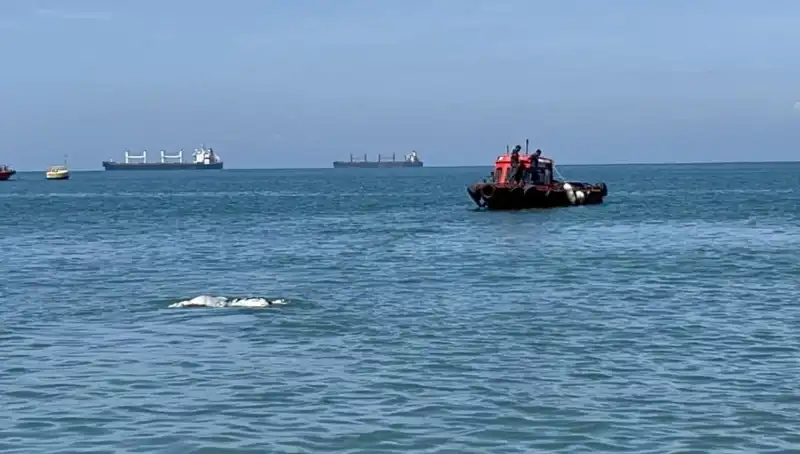 Denizin Ortasında Angus Şaşkınlığı: Sürpriz Görüntüler Sosyal Medyayı Salladı