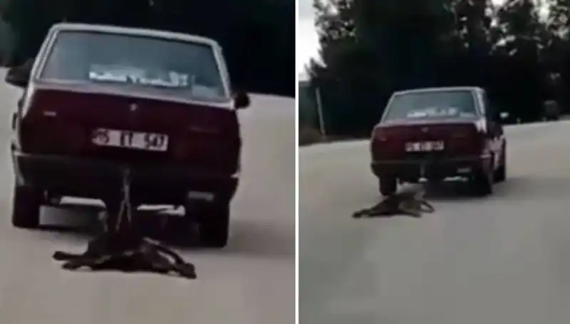 Otomobilin Arkasında Sürüklenen Köpek: Sokaklarda Yaşanan Korkunç Olay