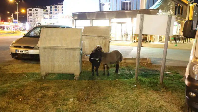 Yola Düşen Mor Karaman Koyunları: Feci Durum ve Kurtarma Çabaları