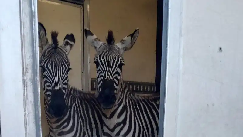 Sınırda Durdurulan Minibüste İlginç Yük: Zebra, Maymun ve Antilop!