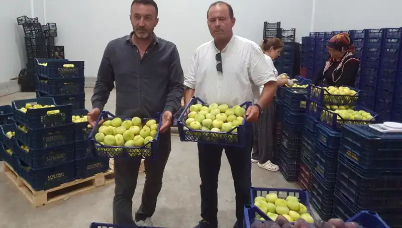 Mersinli Çiftçiler İhracatta Tarih Yazıyor: Tanesi 20 TL