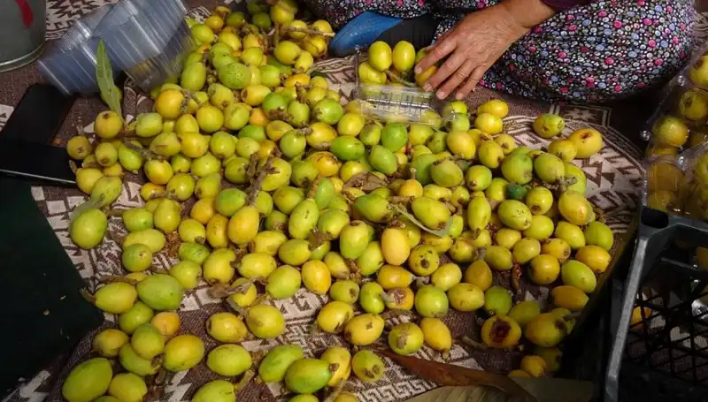Muşmula Hasadı Başladı: Bu Lezzetin Kilosu 150 TL’ye Satılıyor!