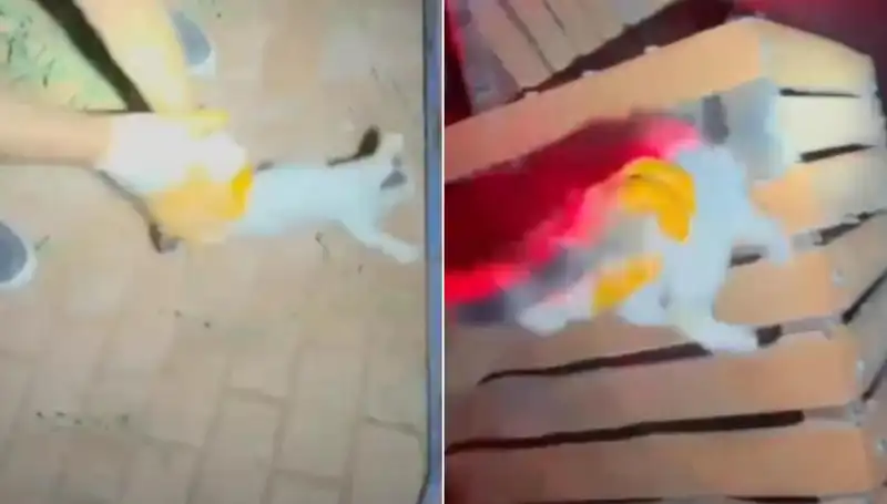 İtfaiyenin Gece Yarısı Kedi Kurtarma Operasyonu: Kahramanlık Hikayesi