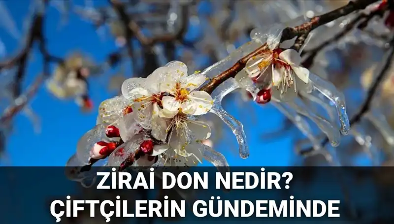 Zirai Don Tehlikesi: Çiftçileri Bekleyen Büyük Tehdit ve Devlet Desteği