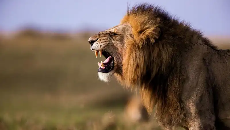 14 Yaşındaki Kızın Aslan Saldırısında Hayatını Kaybetmesi: İnanılmaz Detaylar
