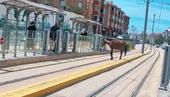Eskişehir'de Tramvay Raylarında Dolaşan Başlı Başına At Görenleri Şaşkına Çeviriyor!