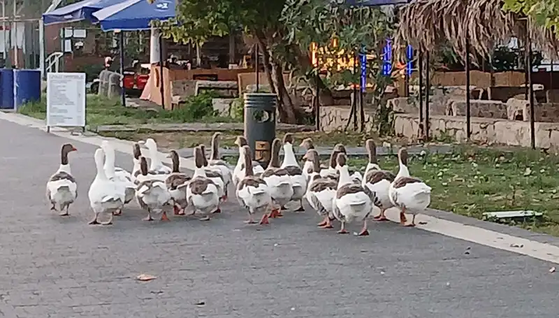Kazların Dramı: Denizde Yüzdü, Kümese Kapatıldı, 8’i Hayatını Kaybetti!