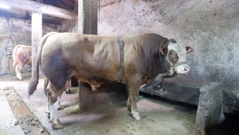 1 Ton 200 Kilo Yükte Fiyat Şaşırtıyor! Alıcısını Buldu