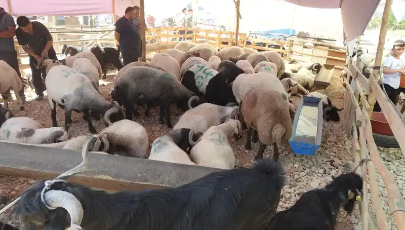 Kurban Bayramı Coşkusu: Hayvan Pazarları Neden Bu Kadar Yoğun?