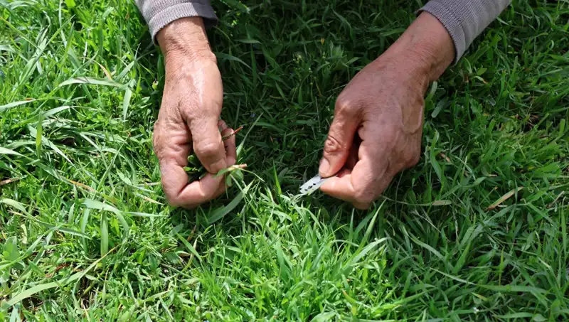 Doğanın Varlık sebebi: Gribe İyi Gelen Şifalı Bitki Nedir?