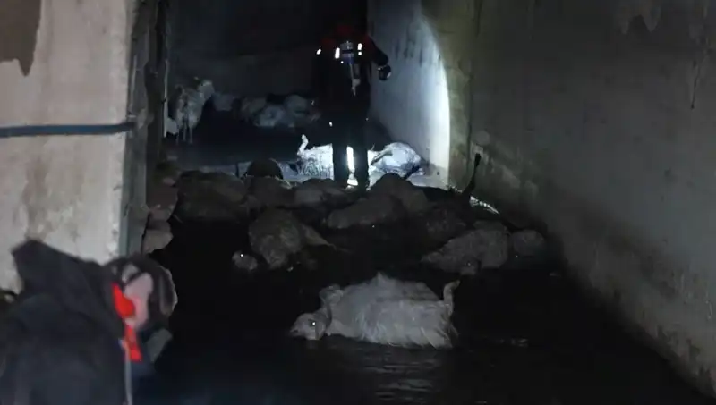 Keskin Kokunun Hayvan Canlarına Mal Olması: Felaketin Ayrıntıları