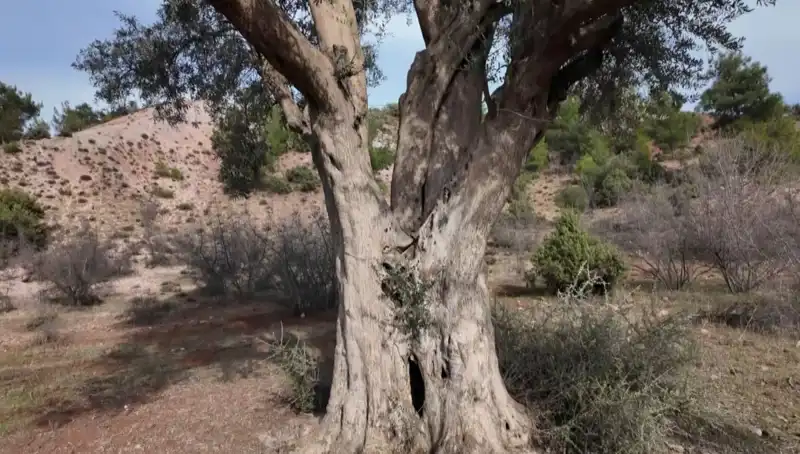 800 Yıllık Zeytin Ağacı, Doğanın Mucizesi Olarak Korunuyor