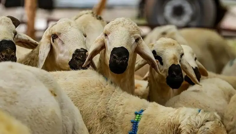 Kurban Bayramı Ne Zaman? Bayram Tatili 9 Gün Mü Olacak?