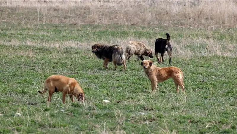 Ankara'da Sahipsiz Köpekler İçin Tartışmalı Ceza Kararı Alındı