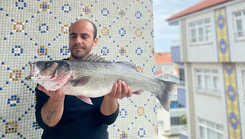 Dev Levrek Şansı: 7,5 Kiloluk Balık Büyük Avcının Sırtında!