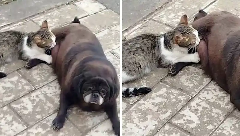 Erzurum Sokaklarında Hayret Verici An: Bir Köpeğin Kediyi Emzirmesi