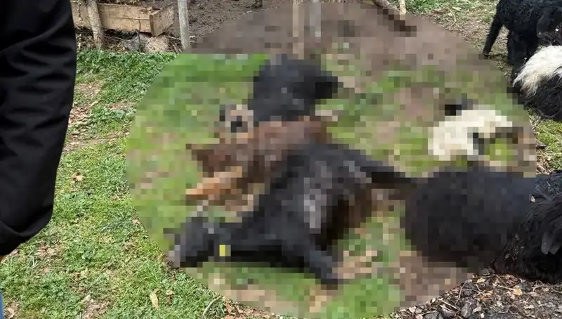Sahipsiz Köpeklerin Saldırısı: 18 Kedi ve Koyunun Hayatına Mal Oldu