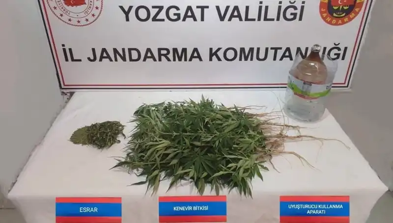 Yozgat’ta Yasa Dışı Kenevir Ticareti: 40 Kök Ele Geçirildi