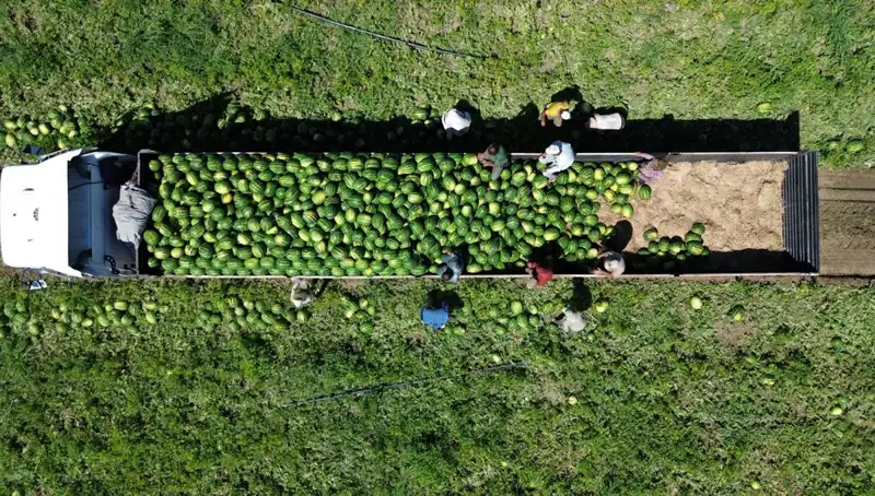 Bafra Ovası'nda Rekor Karpuz Rekoltesi Bekleniyor: 94 Bin 500 Ton
