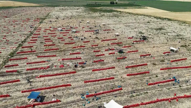 Tarlada Fiyatlar Düşüyor: 40 Derecede Zorlu Tarım Mesaisi