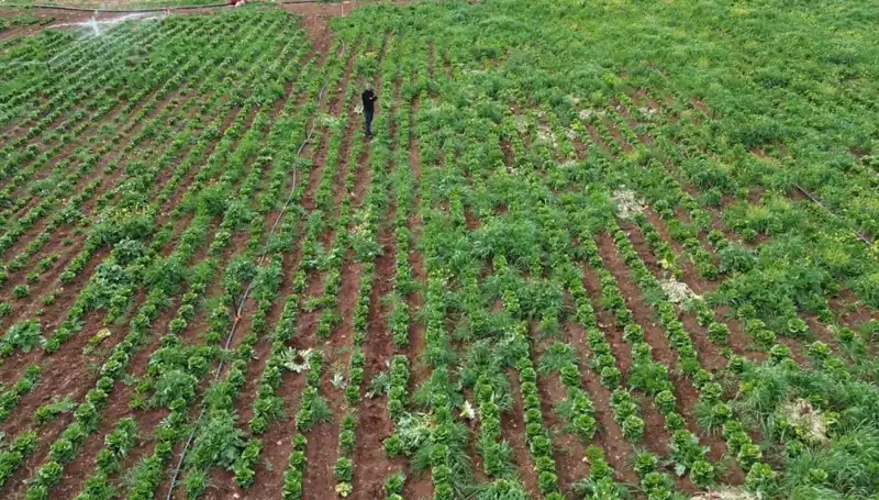 Kuraklık Marul Hasadını Tehdit Ediyor: Yanlış İklim Koşullarının Etkileri