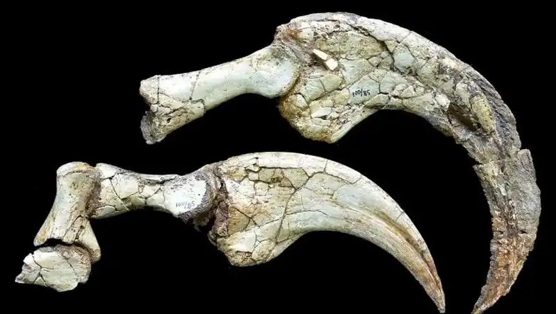 Gobi Çölü’nde Dinozor Sürprizi: İki Parmaklı Yeni Tür Ortaya Çıktı!