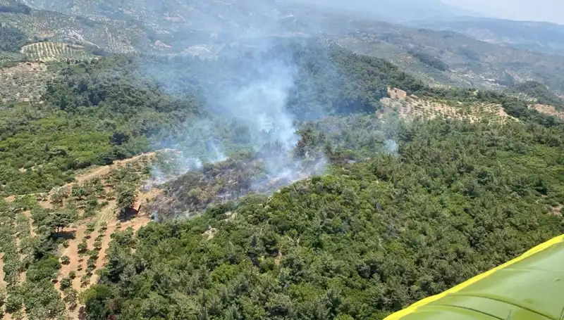 Aydın'da Orman Yangını: Doğa ve Hayat Tehdidi Altında