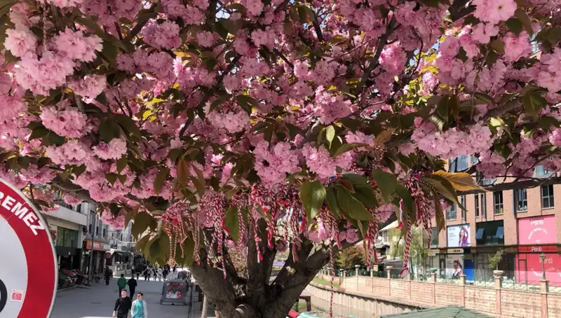 Süs Erik Ağacına Martenitsa Bağlandı: Gelenek ve Modernizmin Buluşması