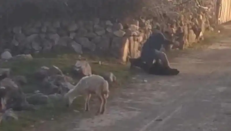 Koyuna Eziyet Eden Kişi Gözaltına Alındı: Hayvan Hakları İçin Bir Adım Daha