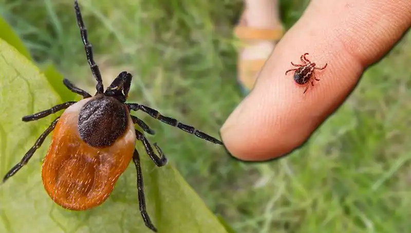 Kene Isırması Nedir? Belirtileri ve Önlem Alma Yöntemleri