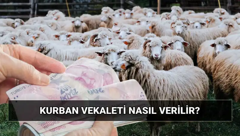 Vekaletle Kurban Kesimi 2025: Tüm Aklınızdaki Sorular Burada