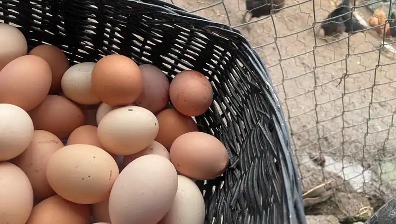 Dünya Ekonomisinde Dönüşüm: Okullar Açılıyor, Uygun Fiyatlı Protein Salgınında