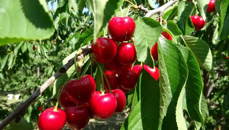 Çay Bardağına Sığmayan Lezzet: Çay Hasatı Başladı!