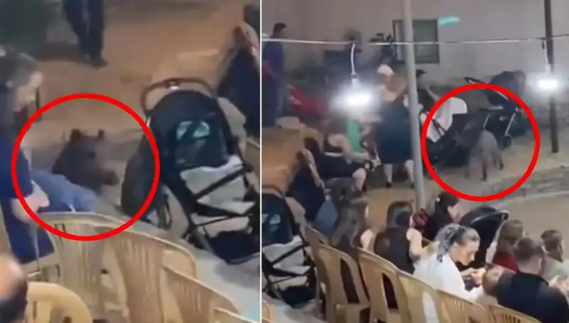 Yaban Domuzu Düğüne Bastı: Konukların Şaşkınlığı ve Kaosu