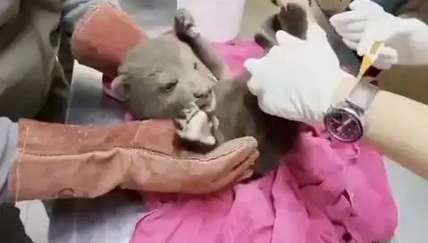 Karabük'te Yavru Bozayı Bulundu: Doğa Tutkunları İçin Harekete Geçildi!