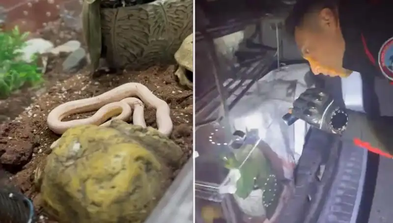 Aracın Arka Koltuğundan Çıkan Zehirli Yılanlar, Devriye Ekiplerini Şaşkına Çevirdi!