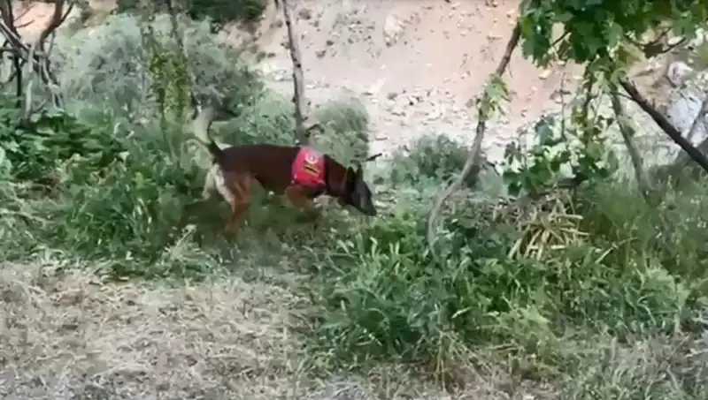 Dere Kenarındaki Gizli Esrarı Dedektör Köpek Buldu!