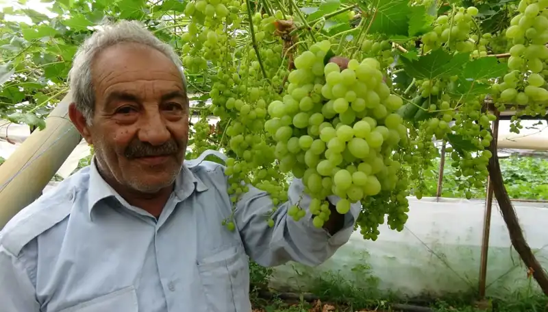 Zirai Don Olayı Meyve Fiyatlarını Sarsıyor: İlk Ürünler 250 TL'ye Veya Daha Fazla
