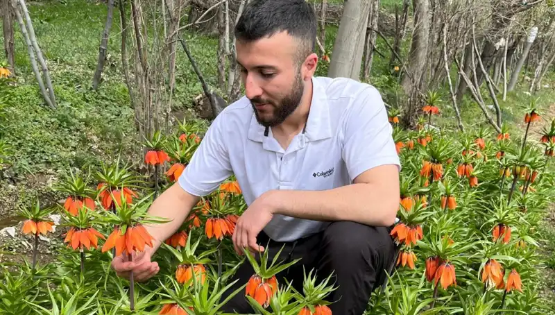 Ağlayan Gelin Çiçeği: Koparırsanız 244 Bin Lira Ceza ile Karşılaşabilirsiniz!