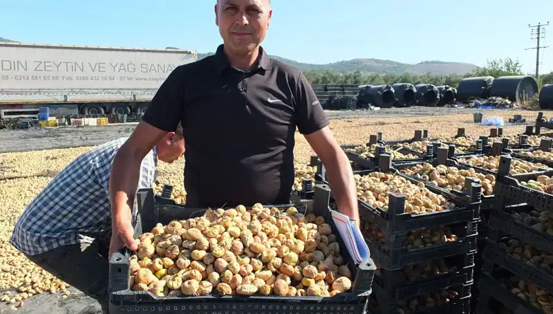 Balıkesir'in Lezzetleri Yurt Dışına Açılıyor: Hasat Sezonu Başladı